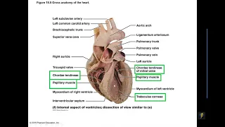 Human A&P II: Heart anatomy