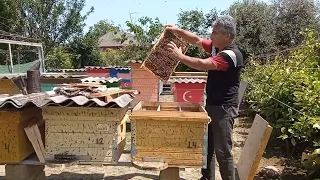 Bir pətəkdə 3-4 ehtiyat ana arı necə saxlamaq olar.