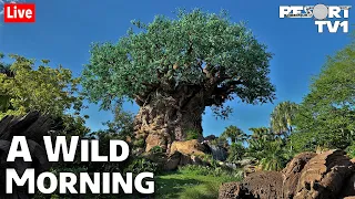 🔴Live: A Wild Morning at Disney's Animal Kingdom - Walt Disney World Live Stream - 3-7-21