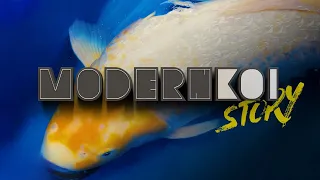 Modern Koi Story 2023 - Alex neue Traumkawarimono