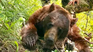 Extreme Bear Hunt!! Climbing Cliffs | S4E04 | Limitless Outdoors