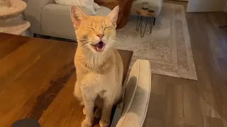Happiest kitty in town is a real chatterbox