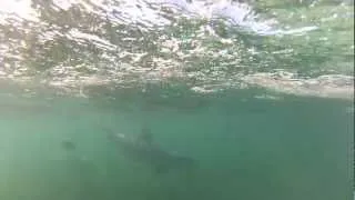 GoPro - dolphins beneath the waves HD