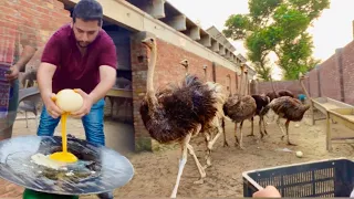 Ostrich Ka Anda Bna k Kha Liya 😍 Ground Birds farm Ostrich Egg V.S Chicken Eggs, Hsn Entertainment