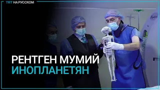 Что показал рентген предполагаемых «инопланетных» существ?