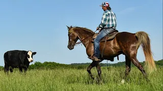 Stunning Silver Dapple TWH Gelding - DMF Dapple Choco