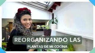 😍🌿TE MUESTRO LAS PLANTAS DE INTERIOR QUE TENGO EN MI COCINA😍, LES HAGO MANTENIMIENTO Y LAS REUBICO.