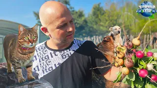 Simple life on a forest farm. A trip to the city for medicine and caring for animals.