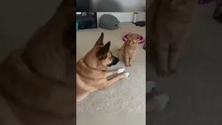 Cat slaps Dog Compilaton🐱🐶Funny animal video🤣🤣🤣
