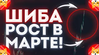 ШИБА РОСТ В МАРТЕ! РОБИНХУД ПОМОГУТ! И ВОТ ПОЧЕМУ!