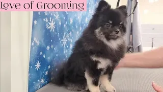 Pomeranian Puppy gets a Makeover | Grooming Tutorial