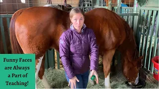 Horse Massage: Horses of Hope Austin Part 2