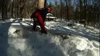 Felling a pine with a MS460