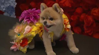 Anthony Rubio hosts the Pet Gala featuring the best canine couture