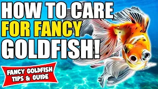 How To Care For Fancy Goldfish | Fancy Goldfish Care Guide | Fancy Goldfish For Beginners