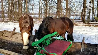 Жеребец чистокровный верховой. Регулировка упряжи, содержание,питание лошадей,реакция лошади.