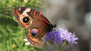 JOLIS PAPILLONS