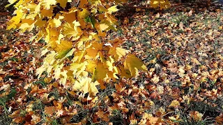 Футаж. Осенние листья, листья клёна / Footage. Autumn leaves, maple leaves.