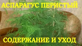 Аспарагус перистый, содержание и уход.