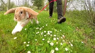 Mitsie Run - one happy bunny running with a leash (slow motion)