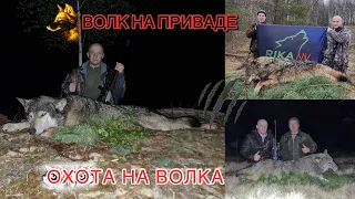 Охота на волка! 🐺 Волк на приваде! Wolf hunting!