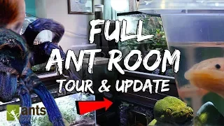 Full 2019 Ant Room Tour & Update Video (Millions of Ants + Other Animals)