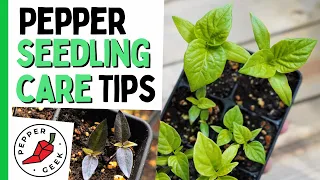 Pepper Seedling Care Tips - Keep Young Pepper Plants Happy - Pepper Geek