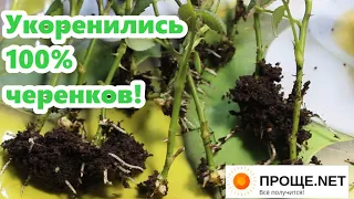 Укоренение черенков розы Кордана Микс 100% - отличный результат!