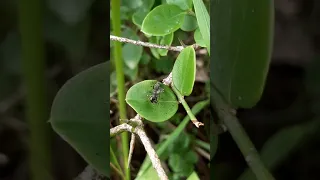 Amazing ant mimicking jumping spider with pray ( with natural sound) #shorts