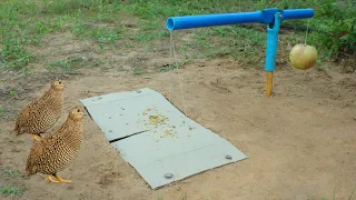 Easy Bird Trap Using Blue Pipe Cardboard And Apple Fruit