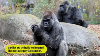 Learn about Western Lowland Gorillas