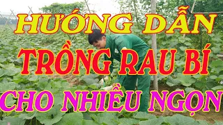 hướng dẫn cách trồng bí ra nhiều ngọn | Kỹ thuật trồng bí đỏ lấy ngọn cho năng suất cao