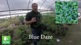 Blue Daze - Archer Services