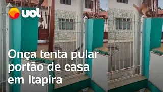 Onça é flagrada tentando pular portão de casa em Itapira, no interior de São Paulo; veja vídeo