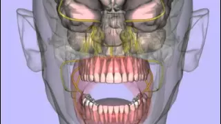 Trigeminal Nerve Branches