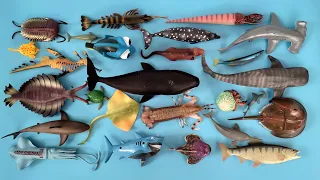 Ikan Laut, Ikan Kotak Kuning, Blue Tang, Pasifik Sauri, Ikan Batu, Salmon, Hiu Martil, Trilobita