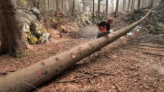 Taking Down Huge Trees for Future Projects / LOG CABIN Building (S4 Ep13)