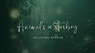 Animals x Starboy (lyrics) (slowed + reverb) ( tiktok remix ) || pahadi lo-fi