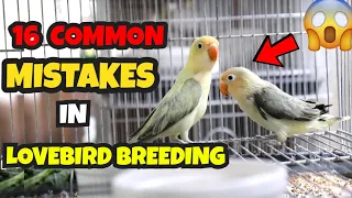 16 COMMON MISTAKES IN LOVEBIRDS BREEDING | AFRICAN LOVEBIRD BREEDING GUIDE | MUNTING IBUNAN