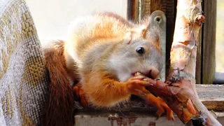 Белки на балконе)) и коряжка... (видео 3)