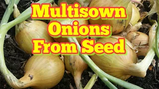 Harvesting Multisown Onions | Thoughts On Growing Large Show Vegetables