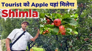 🍎 Apple Orchard Shimla | Shimla Apple garden | Shimla Tourist Places / Apple#shimlahimachal #shimla