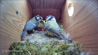 13th May 2021 - Now there's only six - Blue tit nest box live camera highlights