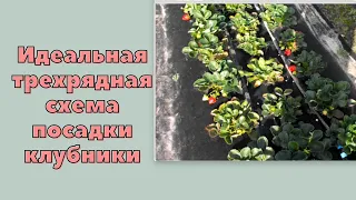 Почему я использую трехрядную схему посадки клубники