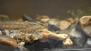 Dragonfly larva catches a shrimp after two failures