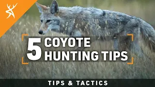 HOW to HUNT COYOTES | 5 COYOTE HUNTING TIPS