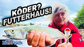 THUNFISCH DES KLEINEN MANNES: JÖRG OVENS auf MAKRELE mit STINT - Unser Ziel ist Fisch - Angelschule