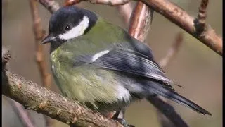 Mésange charbonnière - Great Tit - Kohmeise ( Parus major )