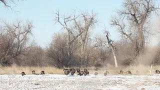 Nebraska Archery Turkey Hunt