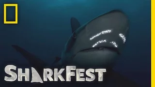 Battle in the Bait Ball | SharkFest